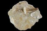 Mosasaur (Prognathodon) Tooth In Rock #96163-1